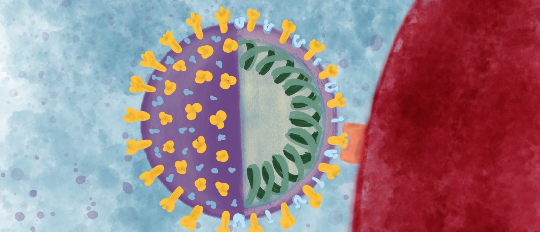 Coronavirus attaching to alveolar cell