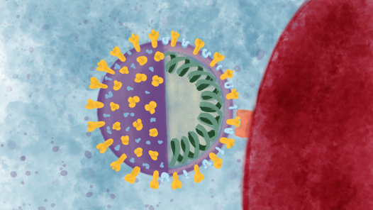 Coronavirus attaching to alveolar cell