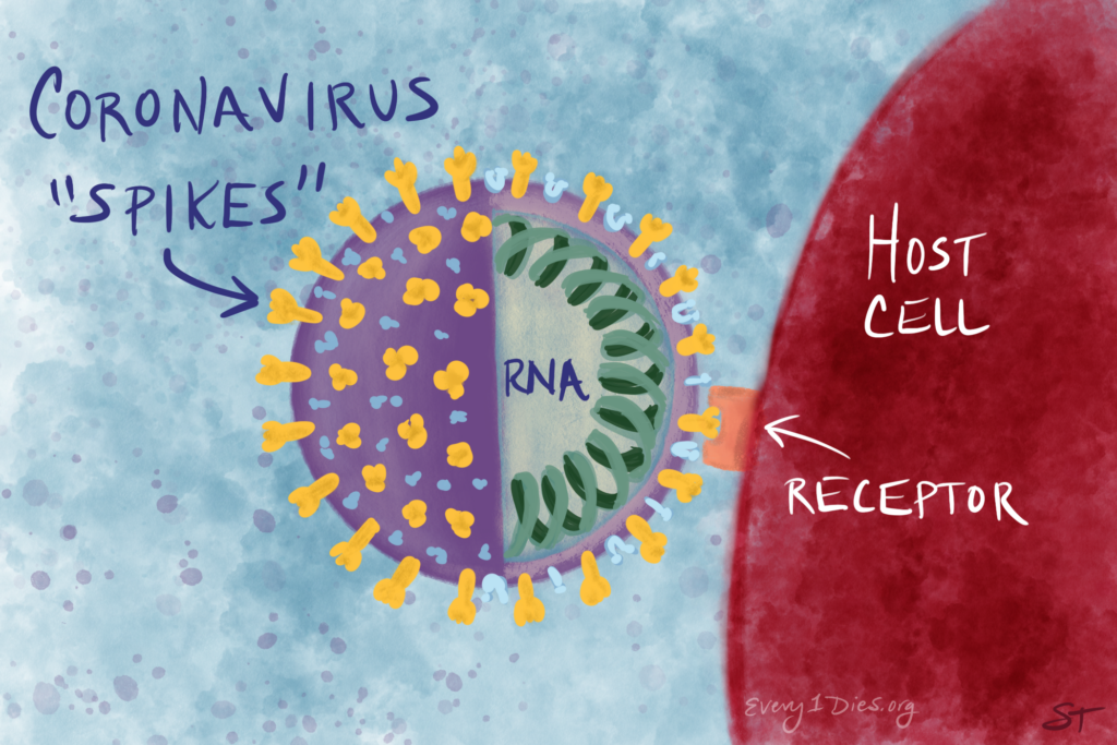 COVID-19 spike interacting with the receptor molecule on an alveolar cell.