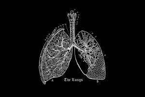 Vintage engraving of lungs on chalkboard