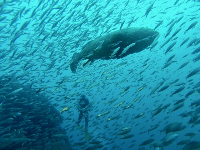 scuba diver with fish - every1dies.org