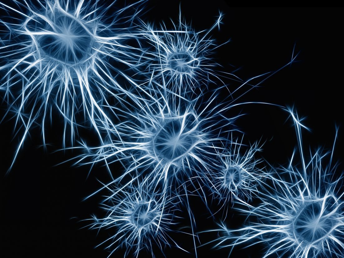 neurons in brain