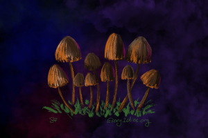 magic mushrooms - orangish psilocybin mushrooms on a velvety purple background