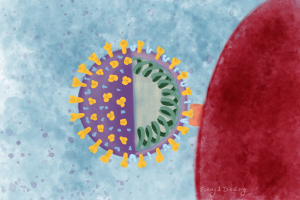 SARS-CoV-2 virus attached to a cell