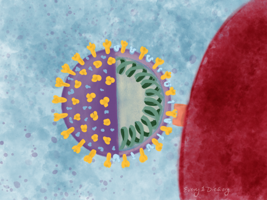 SARS-CoV-2 virus attached to a cell