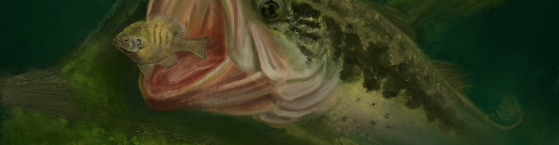 Largemouth bass attacking a panfish