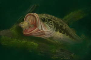 Largemouth bass attacking a panfish