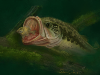 Largemouth bass attacking a panfish