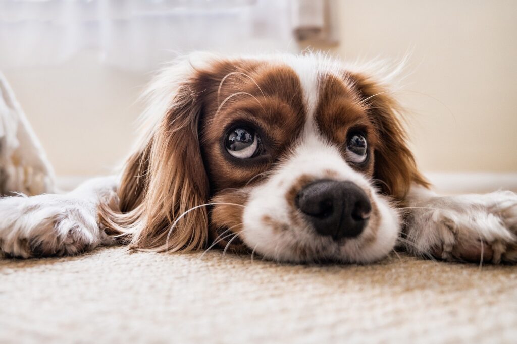 Cocker spaniel looking up.  How do we know what our pets are thinking?