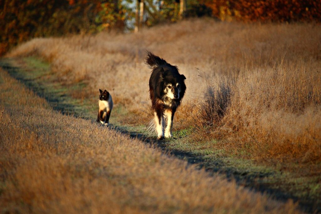 dog and cat walking on meadow path. Engaging in normal activities helps with pet grieving after a loss