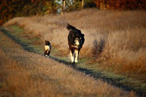 dog and cat walking on meadow path