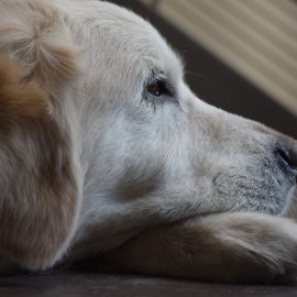 A dog with its head on its paw. Studies show pets grieve after loss.