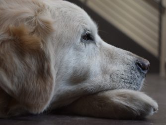 A dog with its head on its paw. Studies show pets grieve after loss.
