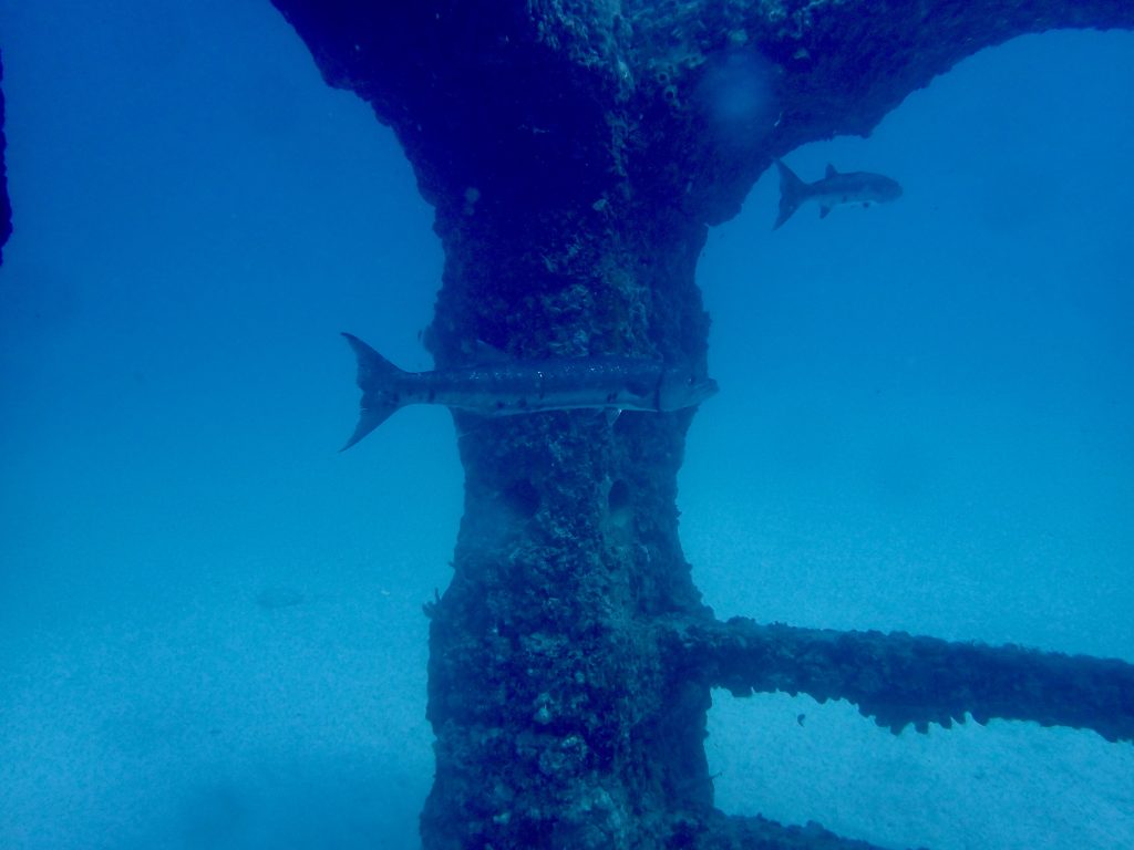 Underwater images from Neptune Memorial Cemetery