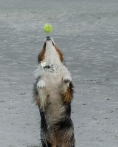 An Aussie Mix Dog, Dimple Rose, catching a tennis ball on a beach.