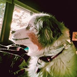 An Aussie mix dog, Dimple Rose, looking out the window.
