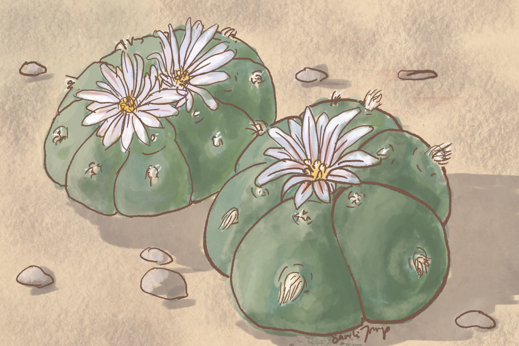 Peyote cactus, an entheogen