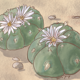 Peyote cactus, an entheogen