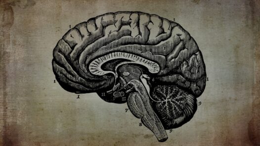 A cross-section of a brain. Grief changes our brains in many ways, learn how in this episode.