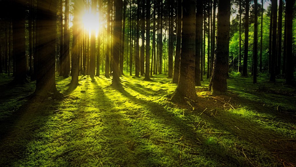 Sunlight filtering through a mossy forest.  Learn about composting after death in this episode.