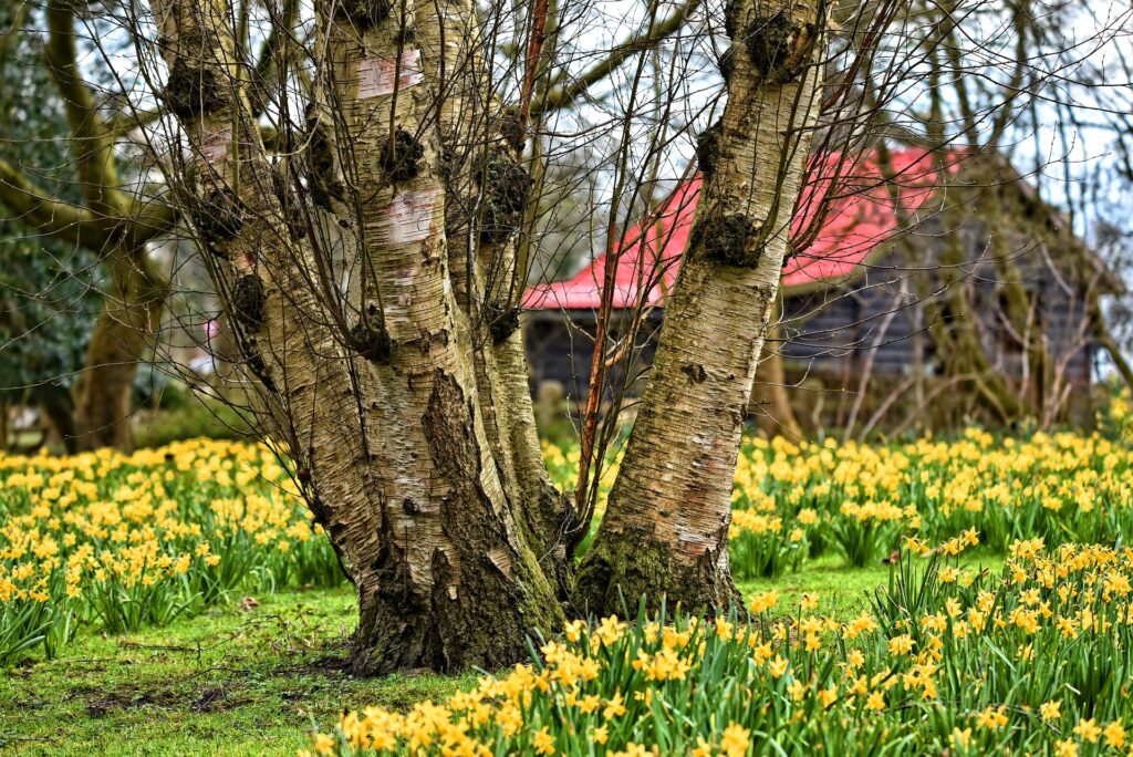 Spring daffodils cover a yard in front of a cabin.  Learn about spring and grief in this episode.