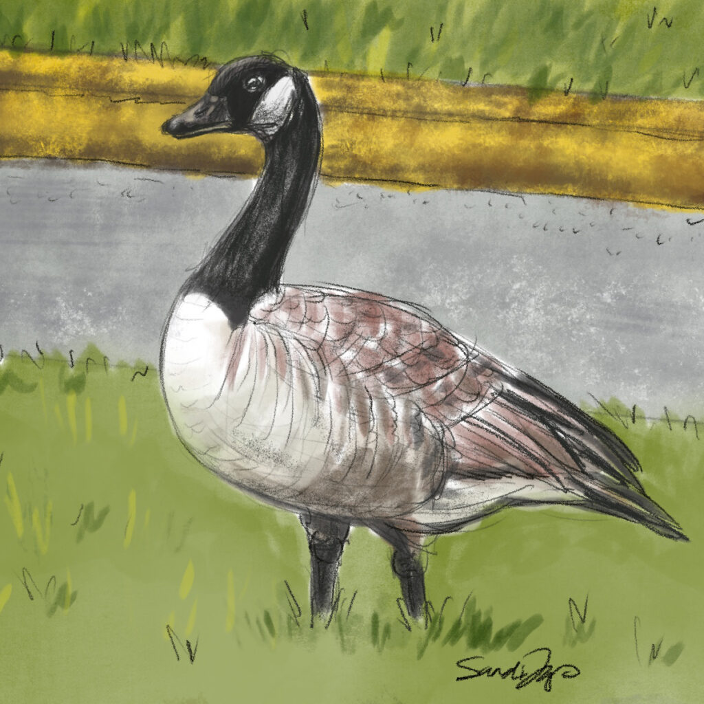 A goose stands bewildered by a road where its mate died. We talk about moving forward in this episode https://every1dies.org