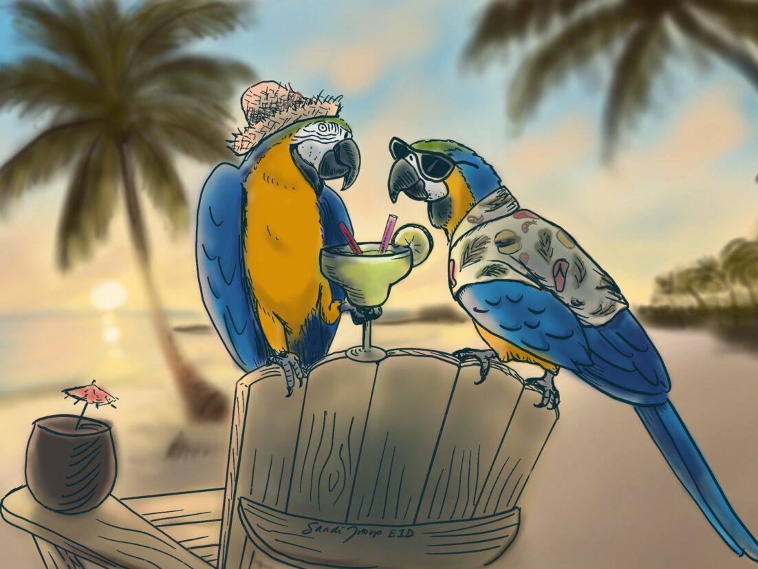 An illustration of two parrots sipping a margarita on the beach at sunset. In honor of Jimmy Buffett we talk about his life and the skin cancer that killed him.