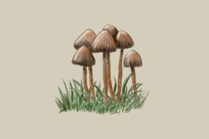 A bundle of Psilocybe, a a genus of gilled mushrooms that grow worldwide. Most or nearly all species contain psychedelic compounds.