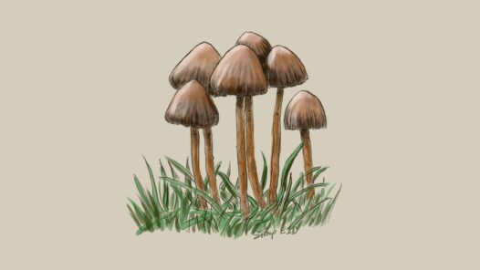 A bundle of Psilocybe, a a genus of gilled mushrooms that grow worldwide. Most or nearly all species contain psychedelic compounds.