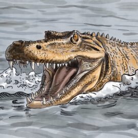 A crocodile charging in water. We talk about strategies to manage aggressors in this episode