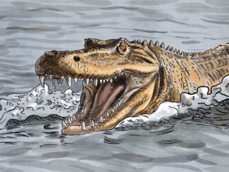 A crocodile charging in water. We talk about strategies to manage aggressors in this episode