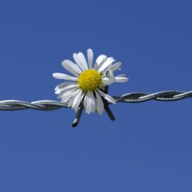 A daisy flower sitting on barbed wire fence. We talk about the challenges of a mother-daughter relationship, especially after a mother dies.