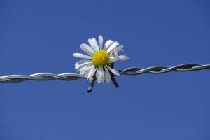 A daisy flower sitting on barbed wire fence. We talk about the challenges of a mother-daughter relationship, especially after a mother dies.