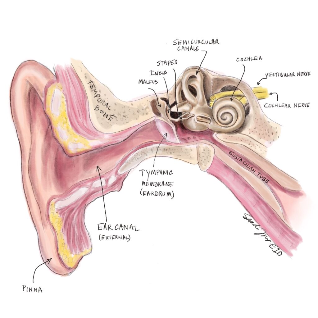 The anatomy of the human ear with labels. We talk about hearing in this episode. https://every1dies.org