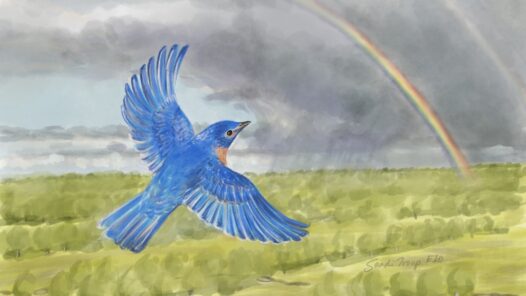 A male bluebird flying high in the sky. A storm cloud with double rainbow is in the background. We talk about how VR helps with palliative care in this episode. https://every1dies.org