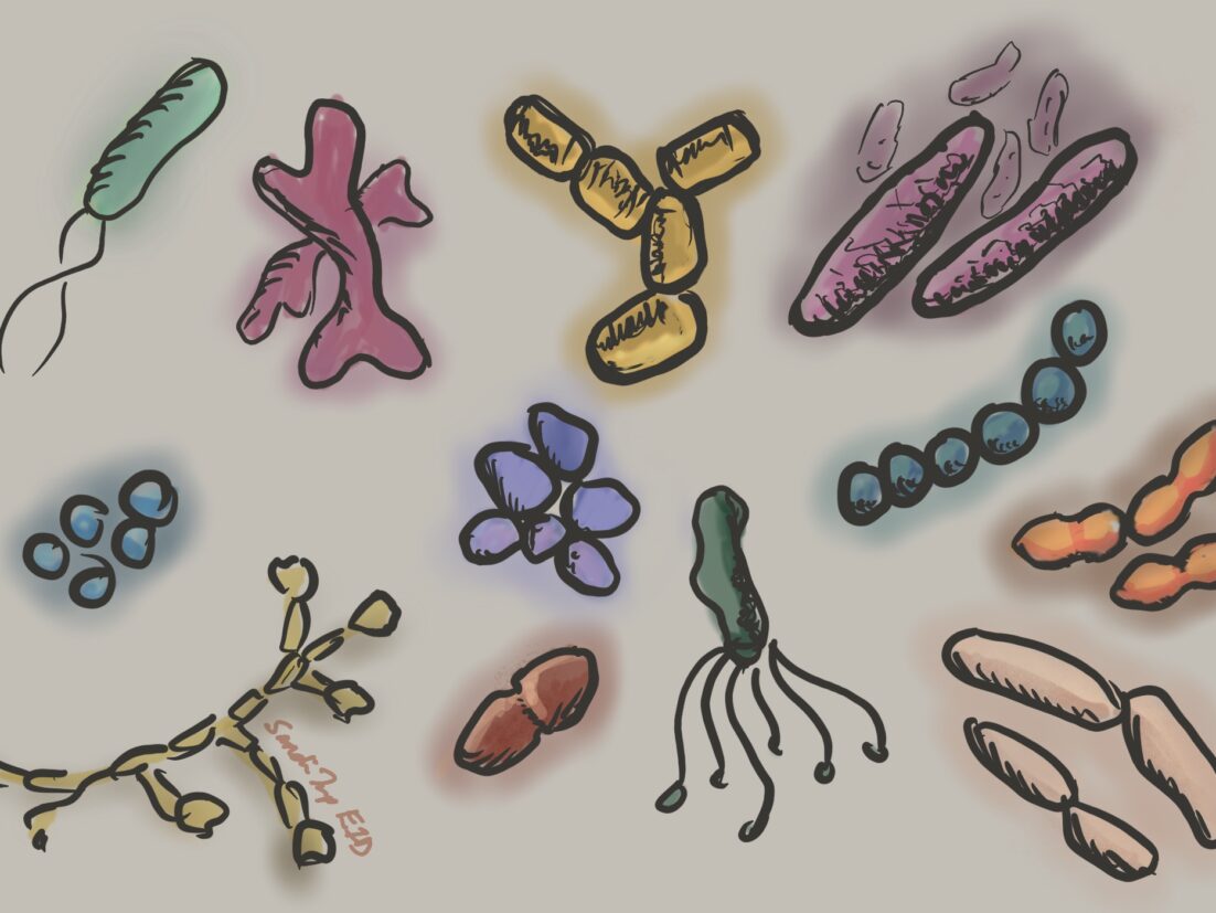 The numerous bacteria, and yeast that may be part of the human microbiome in the gut