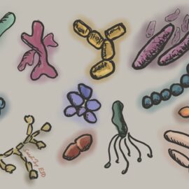 The numerous bacteria, and yeast that may be part of the human microbiome in the gut