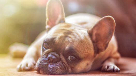 A sad-looking bulldog lying on the floor. We talk about death of a pet and when to decide to say goodbye with euthanasia in this episode.