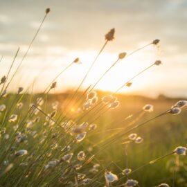 Grass heads with a sunset