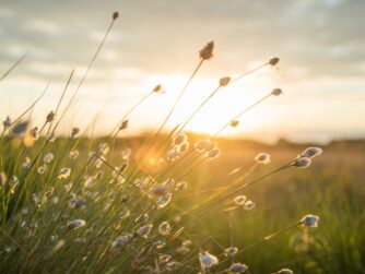Grass heads with a sunset