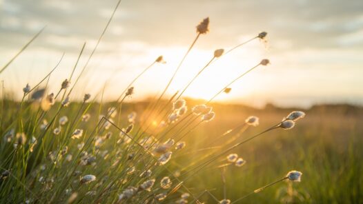 Grass heads with a sunset