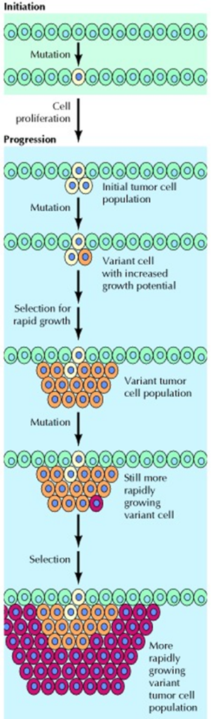 This image shows the progression of a single mutated cell, to multiplying, to developing characteristics to allow it to grow even faster, turning into a cancerous tumor.