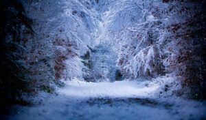 Snowfall in a dark forest. Photo by Franz Bachinger