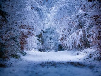 Snowfall in a dark forest. Photo by Franz Bachinger