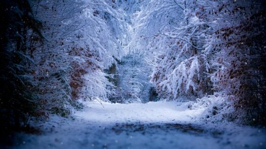 Snowfall in a dark forest. Photo by Franz Bachinger