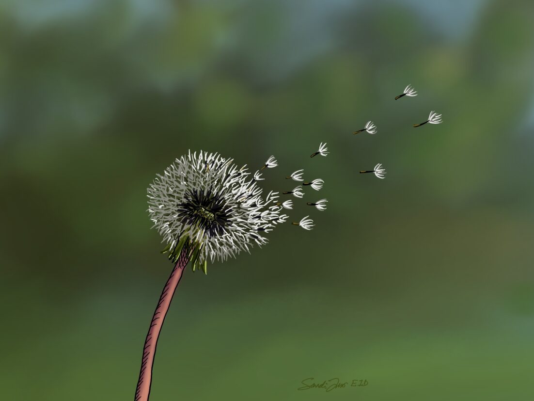 A dandelion shedding its seeds in the breeze. We use this as a metaphor for metastatic cancer. Learn about what it is and why it spreads in this episode. https://every1dies.org