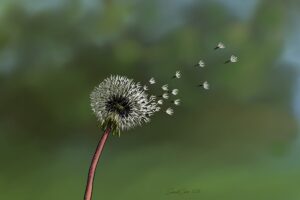 A dandelion shedding its seeds in the breeze. We use this as a metaphor for metastatic cancer. Learn about what it is and why it spreads in this episode. https://every1dies.org