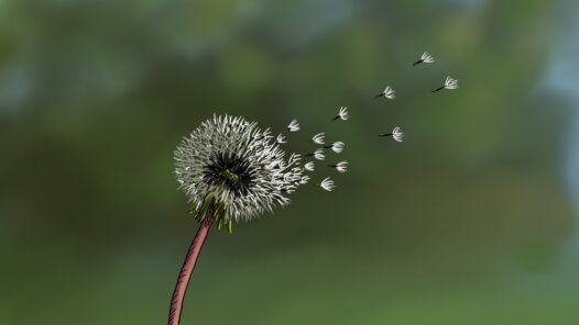 A dandelion shedding its seeds in the breeze. We use this as a metaphor for metastatic cancer. Learn about what it is and why it spreads in this episode. https://every1dies.org