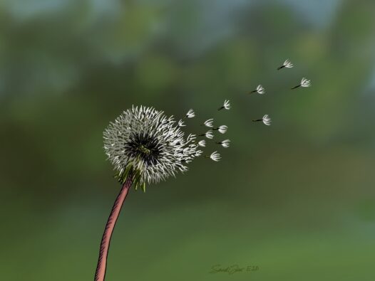 A dandelion shedding its seeds in the breeze. We use this as a metaphor for metastatic cancer. Learn about what it is and why it spreads in this episode. https://every1dies.org