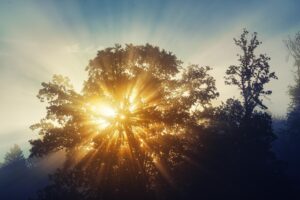 Sun rays shining through a tree. Marianne talks about living well and dying well as a guest